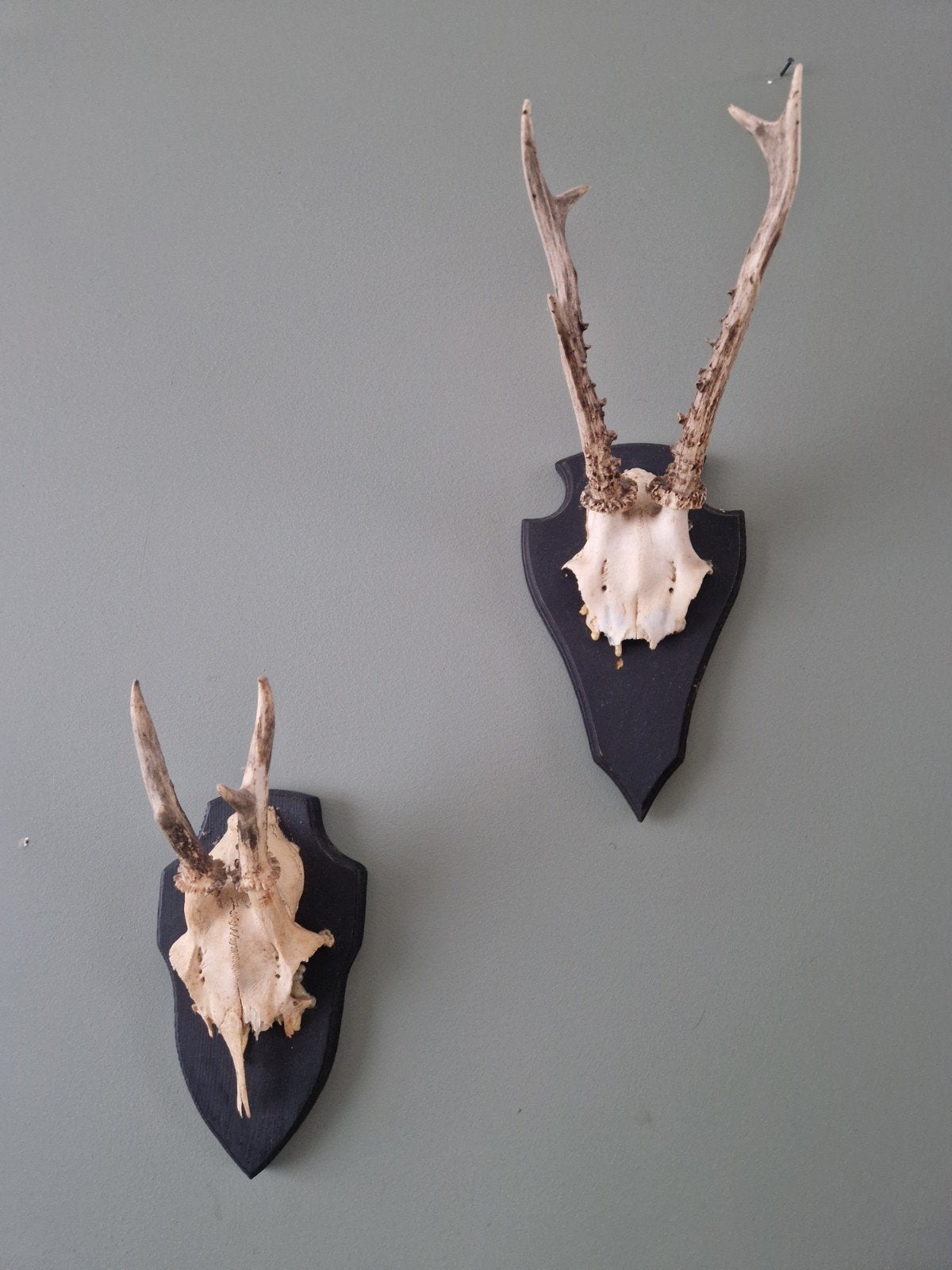 Hertenkop met gewei op schild - Decoratief item, Ophalen of Verzenden, Gebruikt