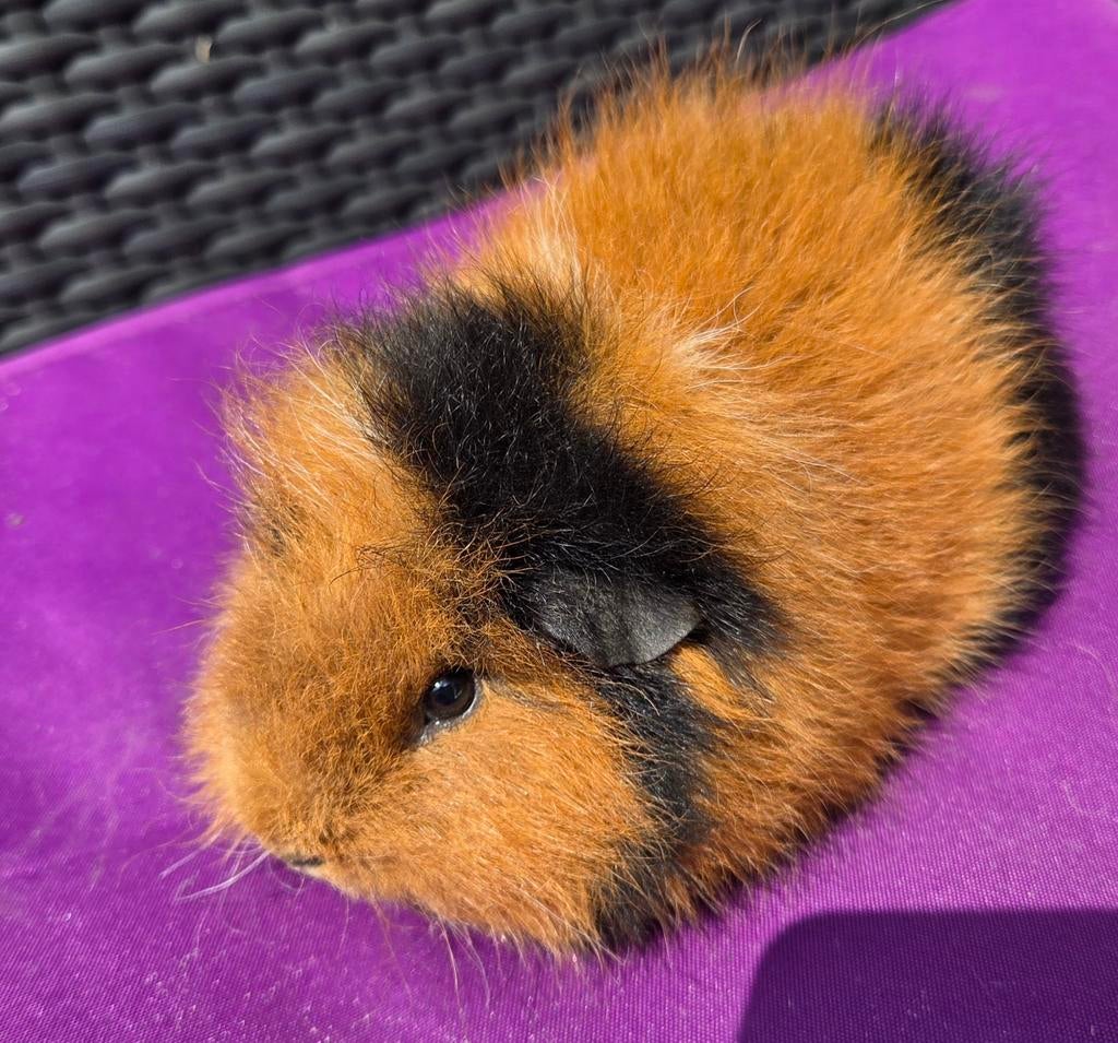 Zwart rood wit ch teddy beertje 🥰, Februari, Mannelijk, Cavia