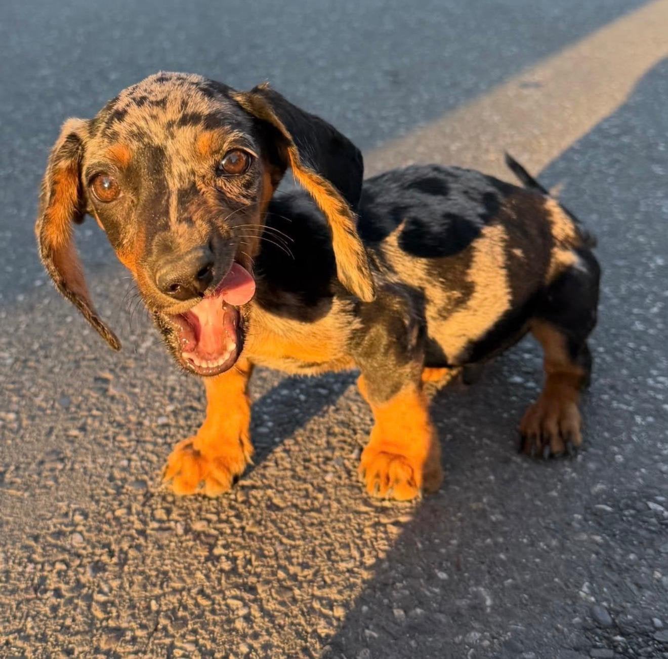 Merle dwergteckel pup, 15 weken tot 1 jaar, Reu, Korthaar, Dwerg