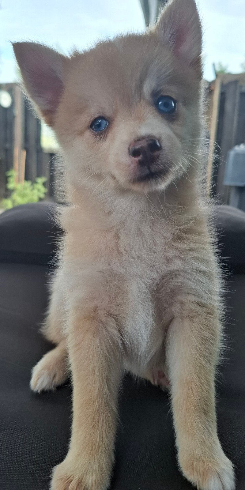 Prachtige Pomerianan Pomsky pups F3, 8 tot 15 weken, Poolhond, Parvo, Meerdere