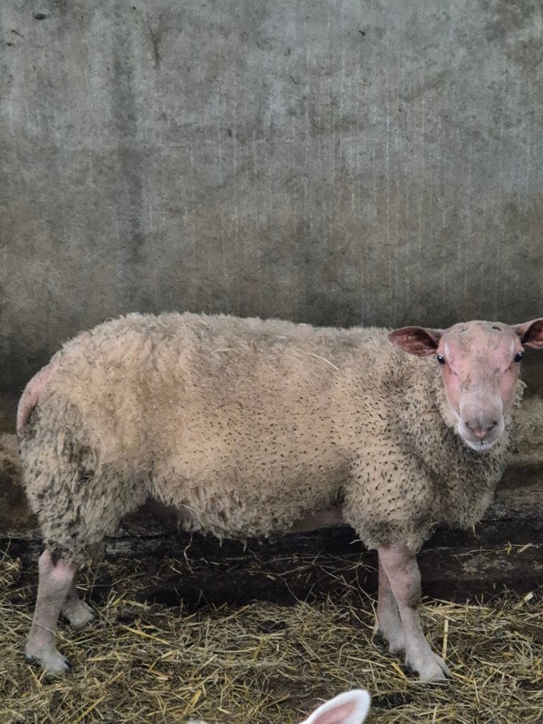 Super luxe Rouge dekram, Dieren en Toebehoren, Mannelijk, Schaap, 0 tot 2 jaar