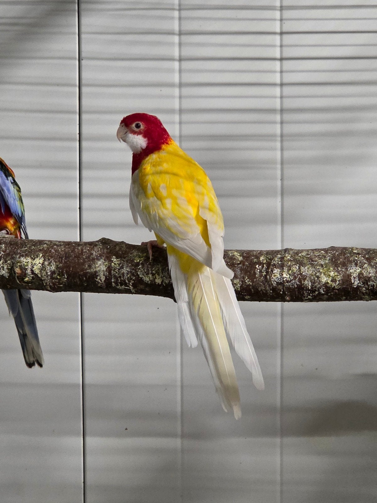 Diverse vogels aangeboden, Dieren en Toebehoren, Vogels | Parkieten en Papegaaien, Meerdere dieren, Parkiet
