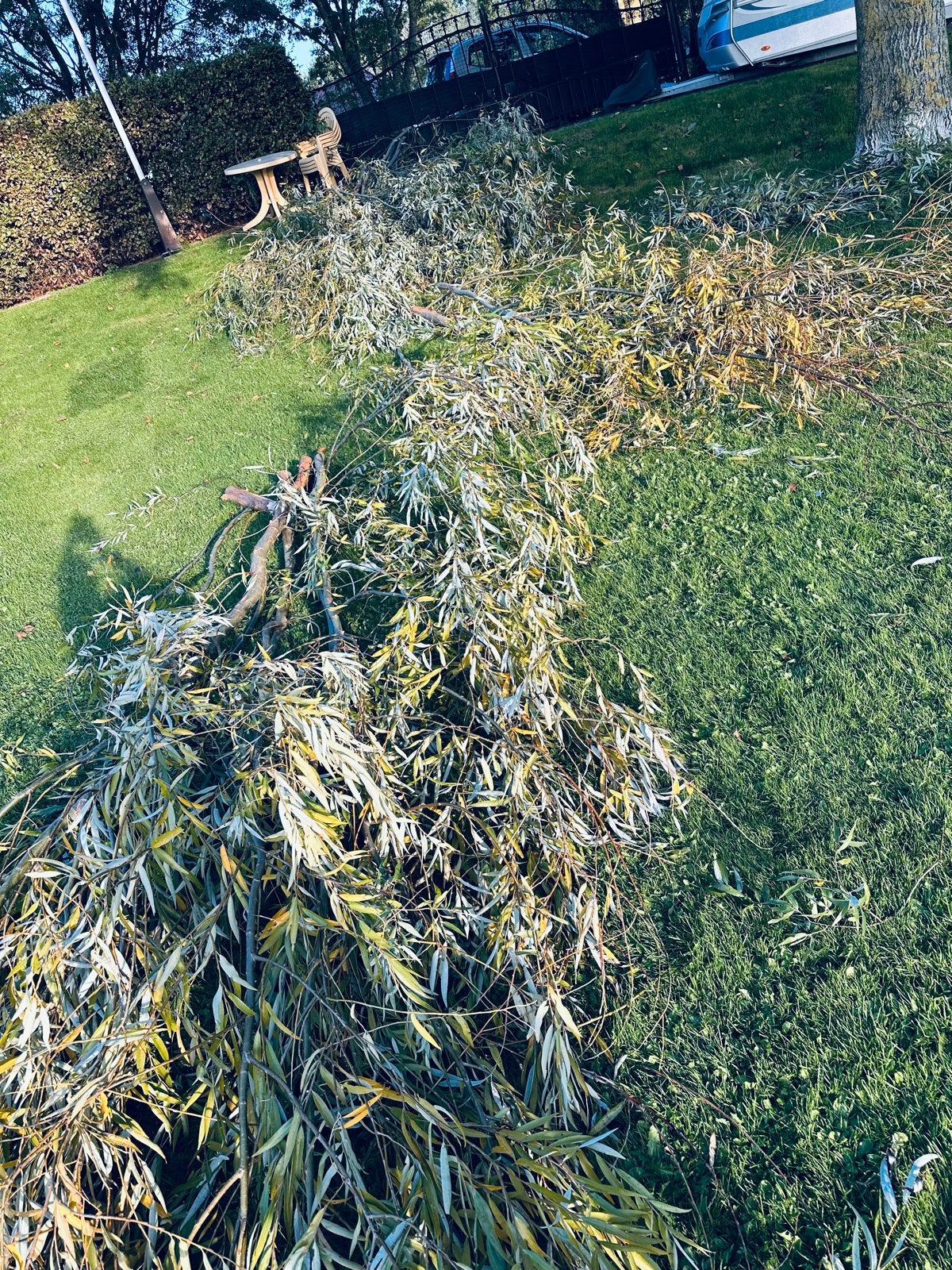 Verse wilgentakken, Dieren en Toebehoren, Ophalen of Verzenden