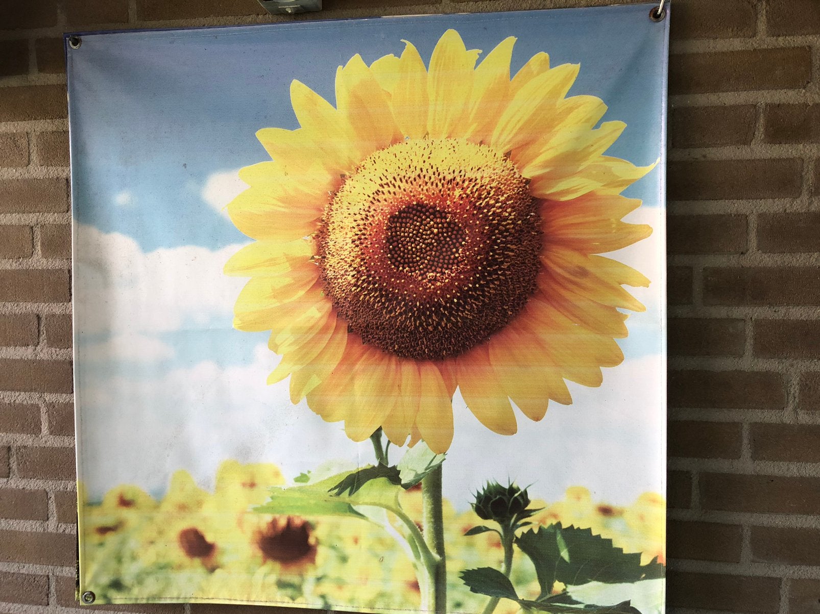 2 tuinposters, 80 x 80 cm, Ophalen, Zo goed als nieuw