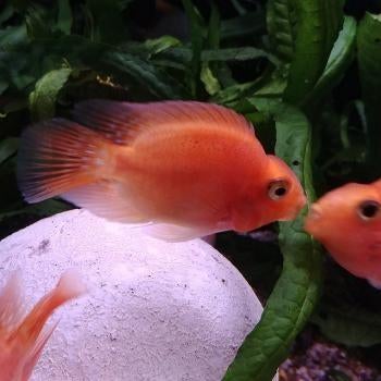Cichlasoma parrot, Dieren en Toebehoren, Vis