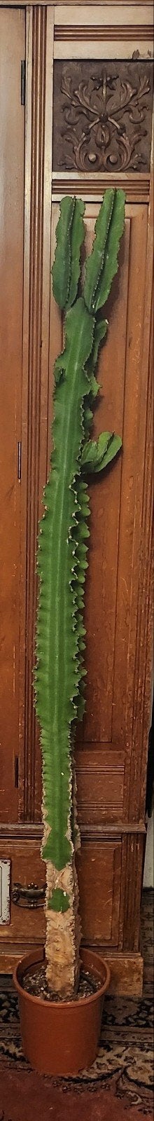 Euphorbia 165 cm. Cactus, Huis en Inrichting, Ophalen, Cactus, Volle zon, 150 tot 200 cm