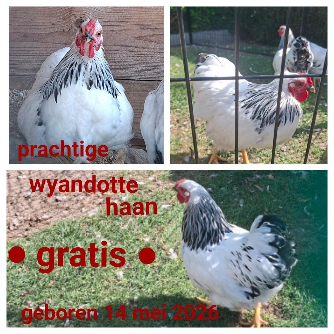 prachtige wyandotte haan, Dieren en Toebehoren, Pluimvee, Mannelijk, Kip