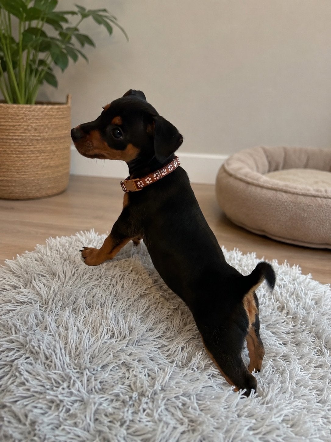 Prachtige Dwergpinscher reutjes zoeken een gouden mandje, Parvo, Reu, 8 tot 15 weken, Meerdere