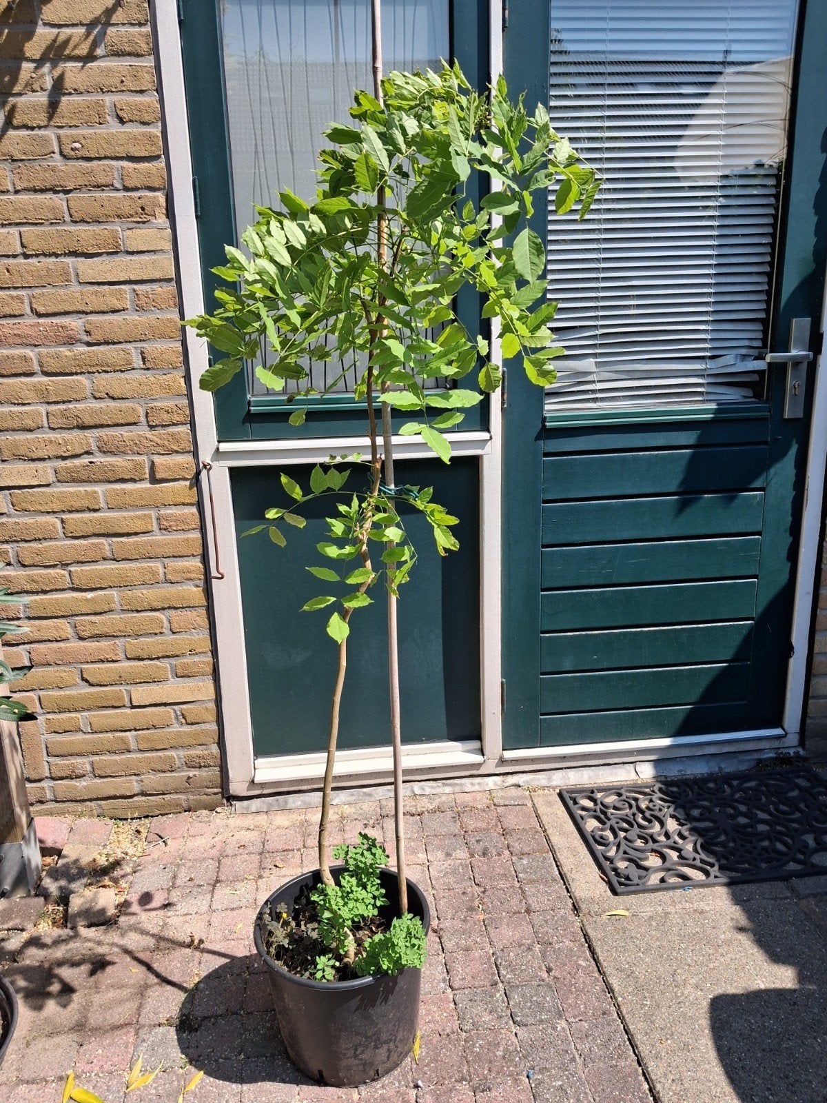 Blauwe regen / Wisteria, Ophalen, Volle zon, Vaste plant, Klimplanten