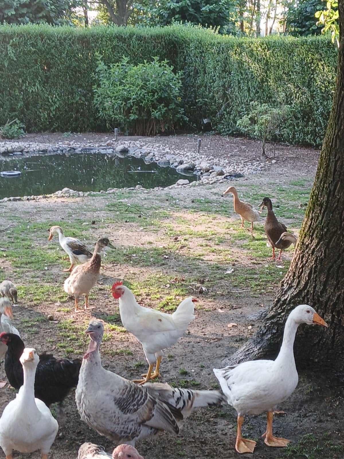 Loopeend kuikens  allerlei kleuren, Geslacht onbekend, Eend