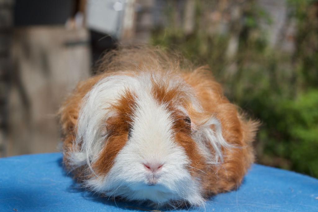 Texel cavia zeugje, Dieren en Toebehoren, Knaagdieren, Cavia, Juli, Vrouwelijk, Tam