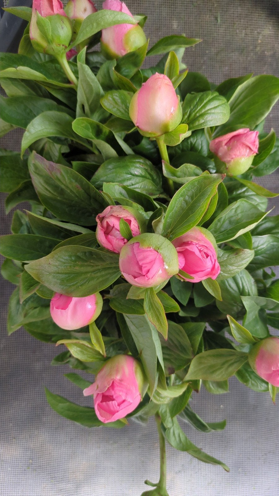Pioenrozen Kathy,s Touch, Overige soorten, Volle zon, Vaste plant, Ophalen of Verzenden