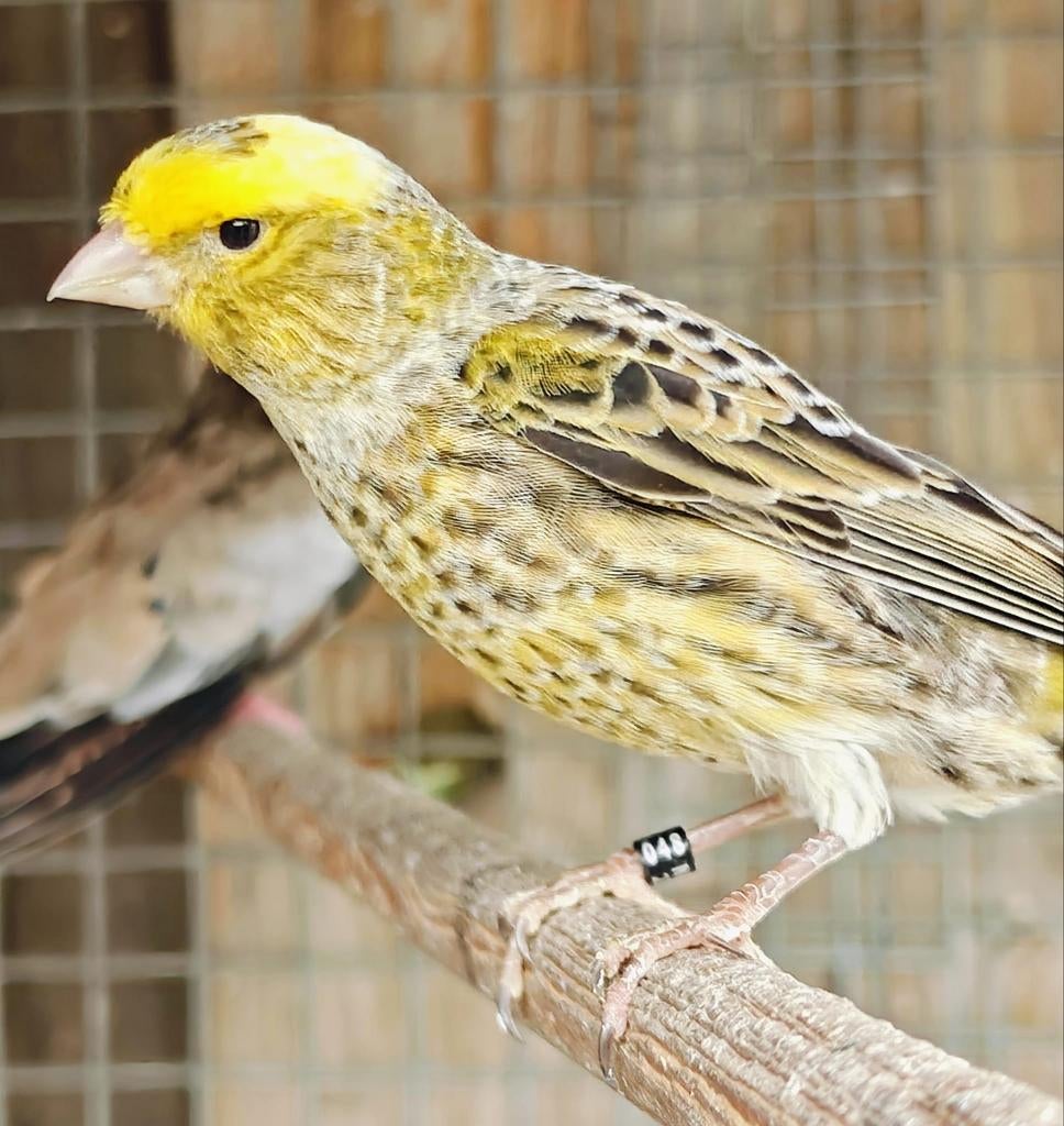 Lizart kanarie, Dieren en Toebehoren, Meerdere dieren, Kleurkanarie