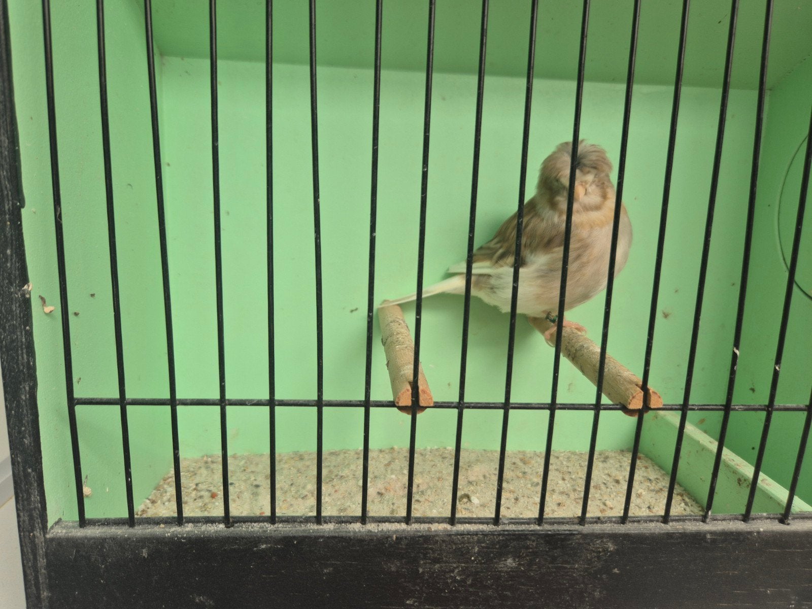 gloster kanarie, Dieren en Toebehoren, Mannelijk