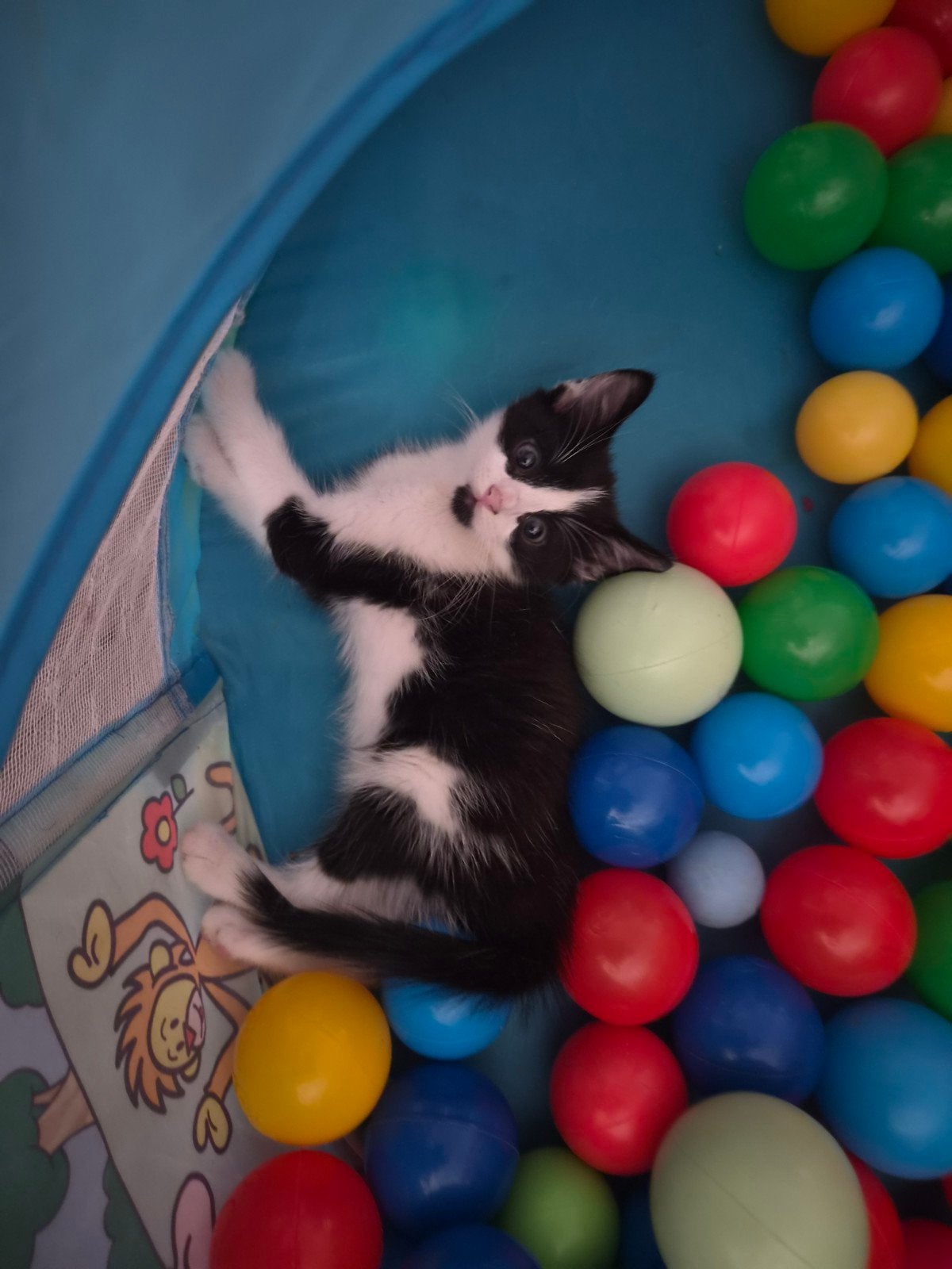wie wil met mijn knuffelen en spelen, Dieren en Toebehoren, Meerdere dieren