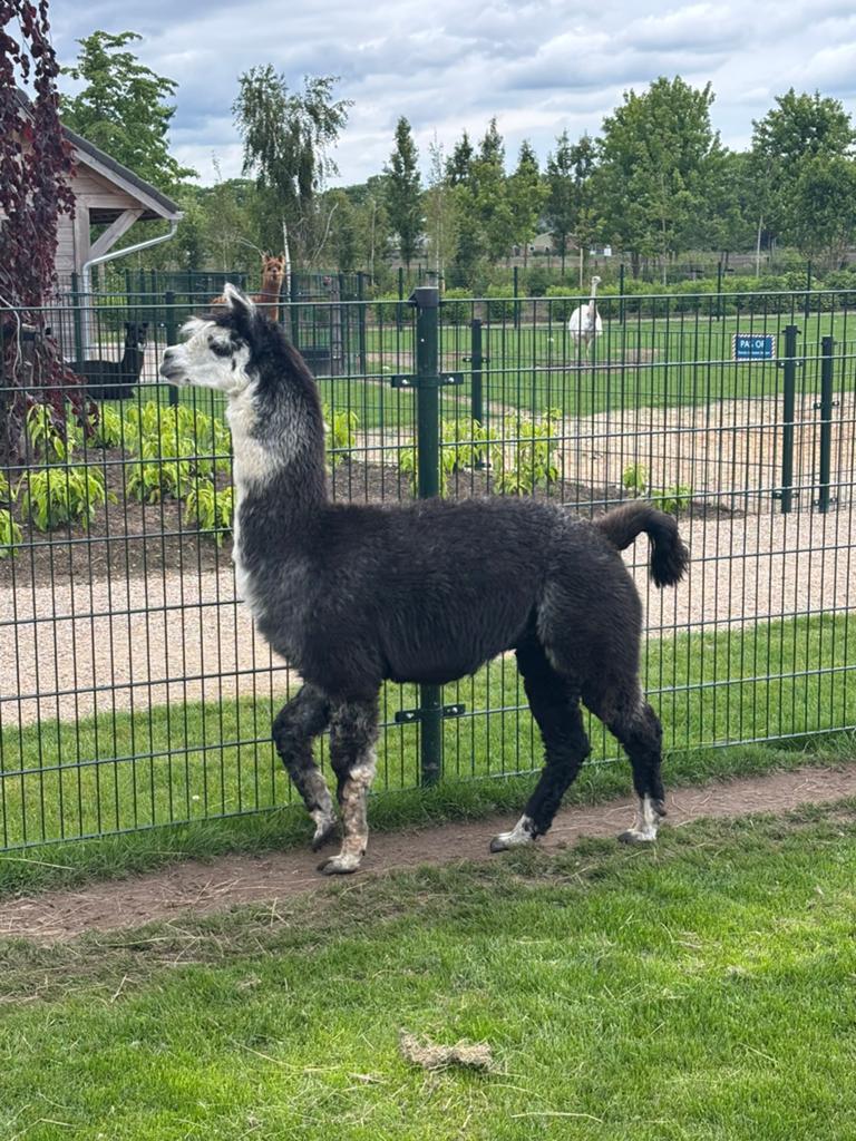 Alpaca hengst, Dieren en Toebehoren, Overige Dieren, November, Mannelijk