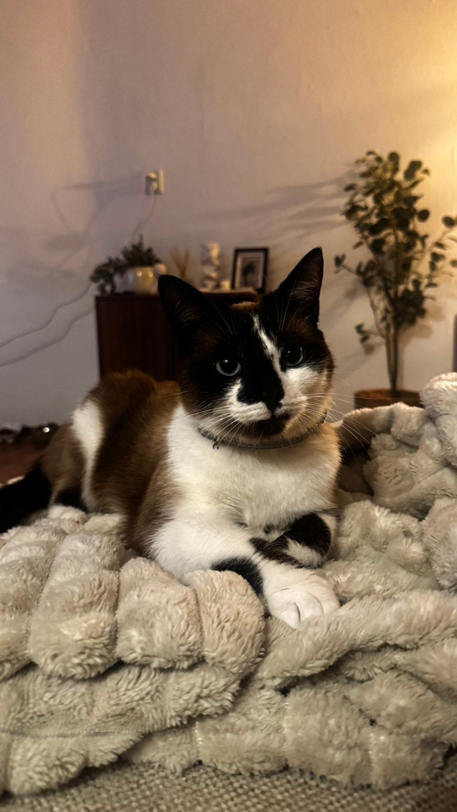 Kater 2 jaar (04-05-2024), 0 tot 2 jaar