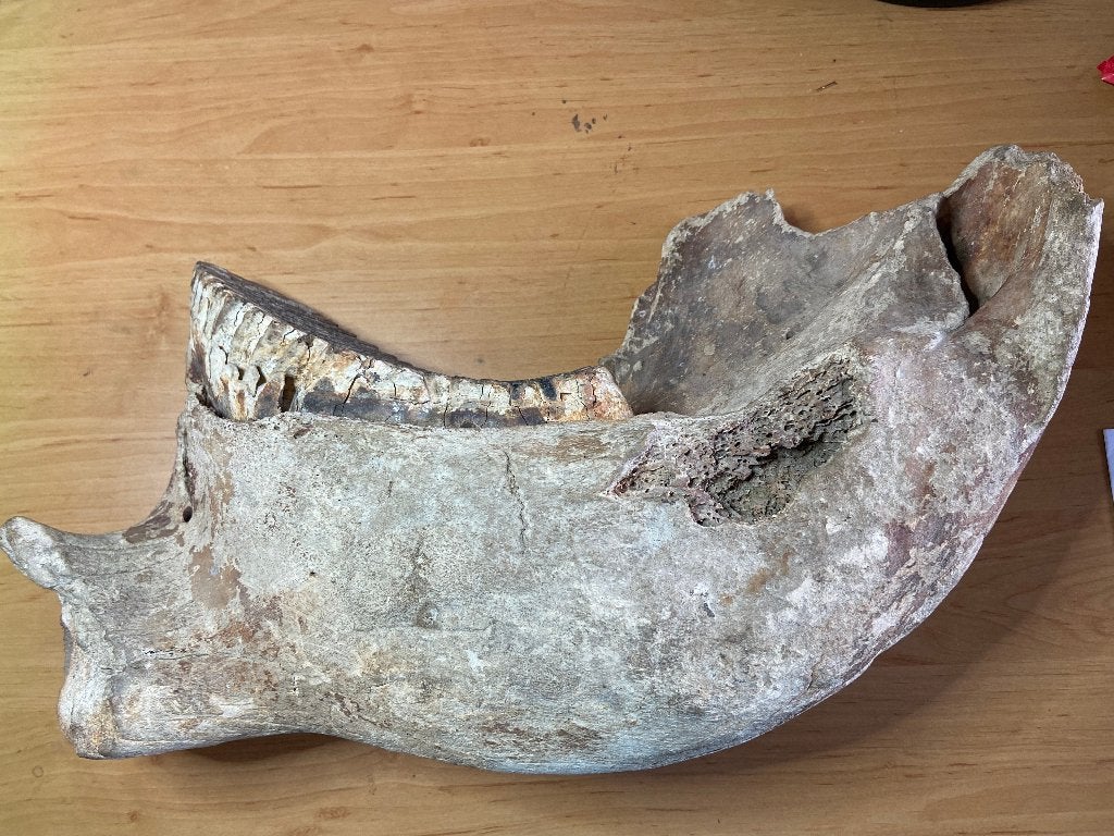 Mammoet kaakbeen met kies, Verzamelen, Ophalen, Fossiel