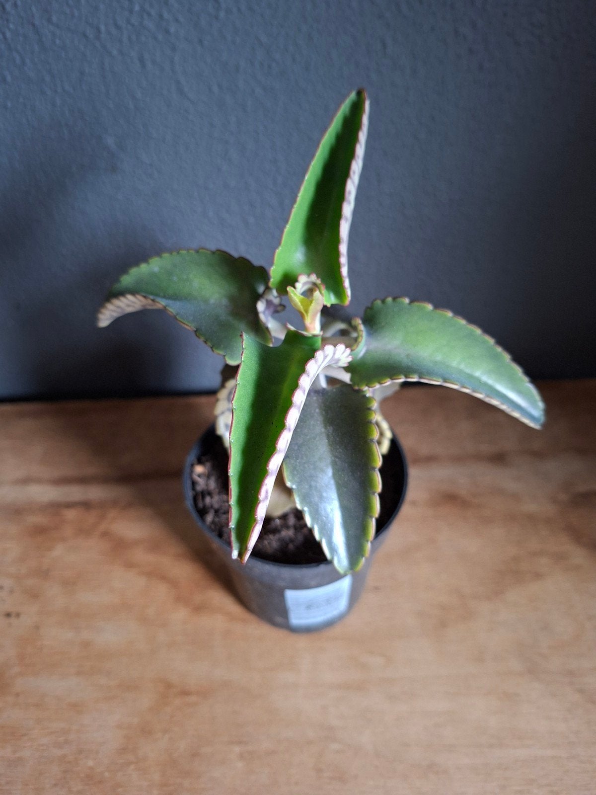 Moeder van duizend plant; Kalanchoë daigremontiana, Huis en Inrichting, Kamerplanten, Ophalen