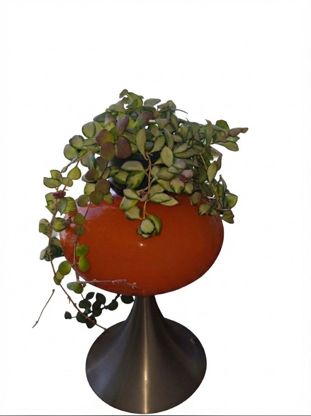 Grote Hoya Heuschkeliana Variegata, Overige soorten, In pot, Minder dan 100 cm, Groene kamerplant