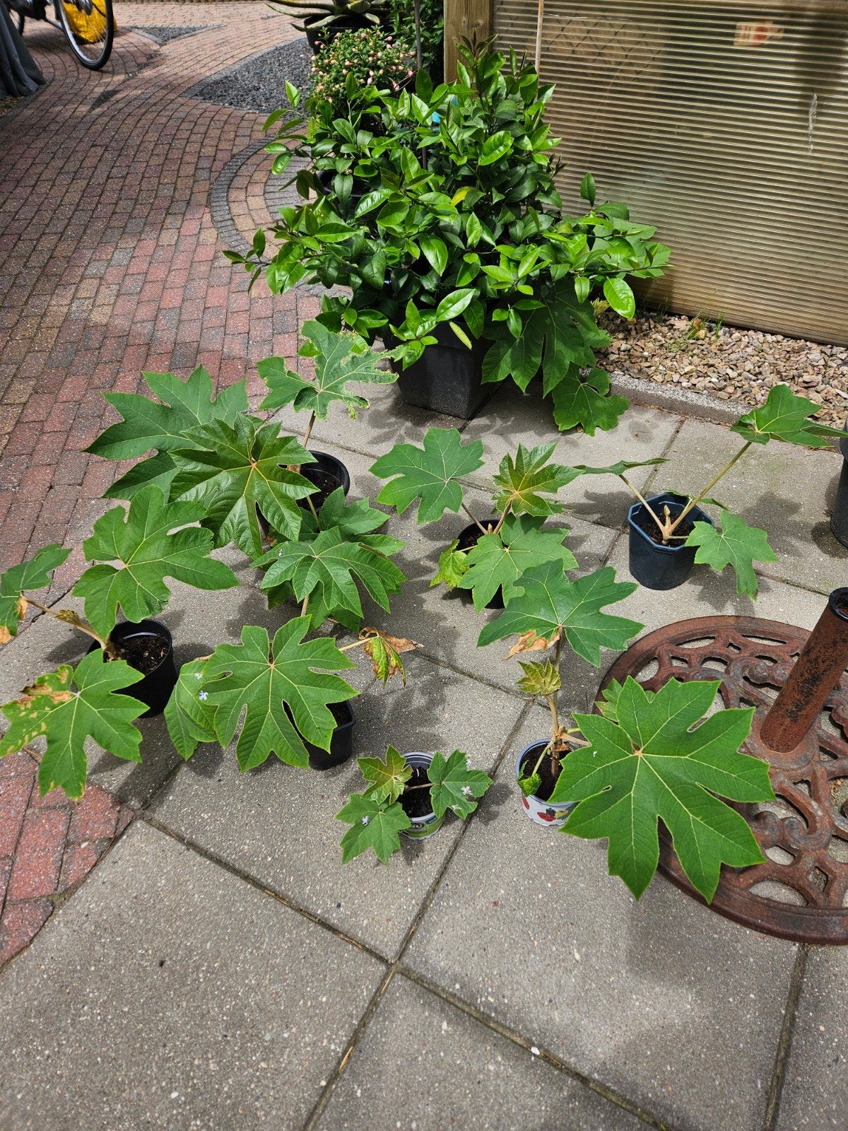 Mooie stekken rijstpapierplant, Tuin en Terras, Ophalen, Volle zon, Overige soorten, 100 tot 250 cm