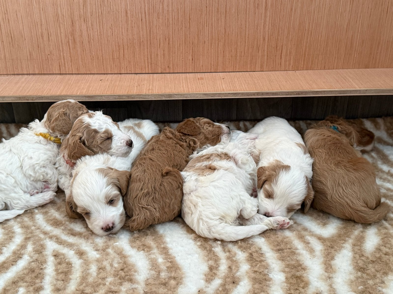 Prachtige mini Labradoodle pups beschikbaar, Dieren en Toebehoren, Honden | Niet-rashonden, 8 tot 15 weken, Teef, Meerdere, Klein