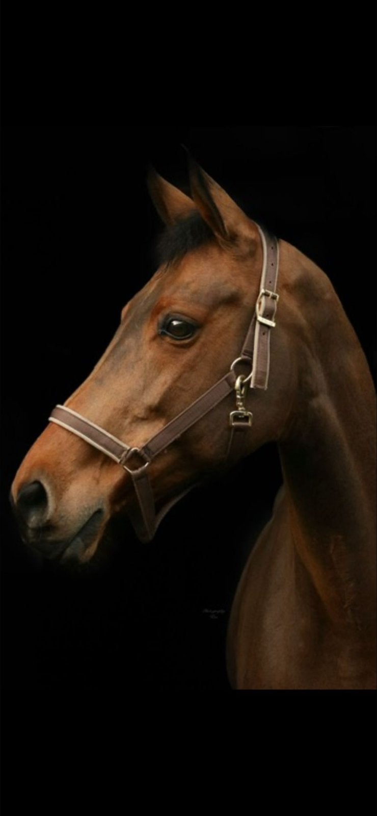 5 sterren huisje gezocht voor onze merrie GITANA, Dieren en Toebehoren, Paarden, Merrie, Springpaard, Met stamboom, Niet van toepassing