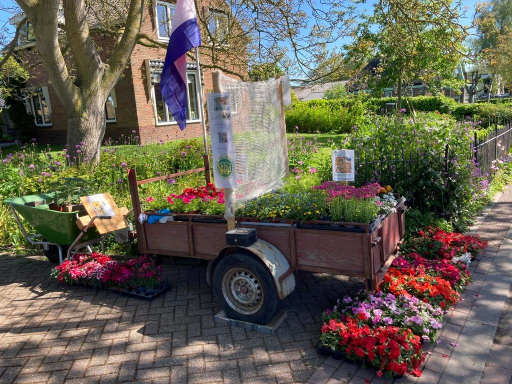 Plantjes markt je. Perkplanten., Tuin en Terras, Ophalen, Overige soorten, Minder dan 100 cm