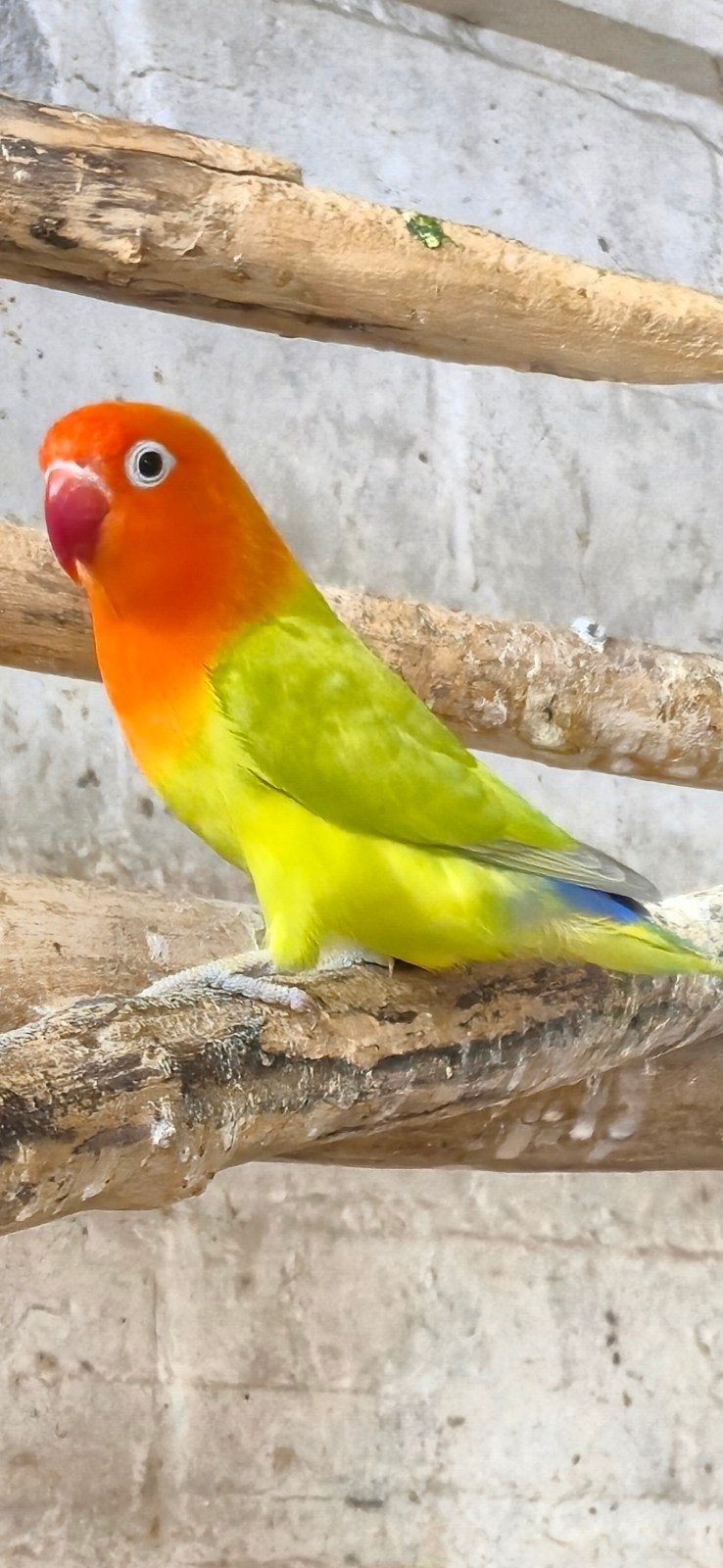 Mooi bewezen koppeltje fischeri, Meerdere dieren, Dwergpapegaai of Agapornis, Geringd