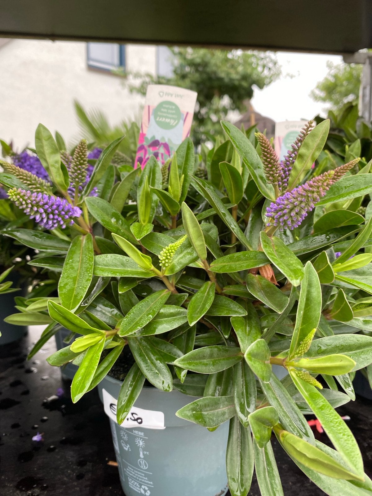 Hebe plant met paarse en roze bloemen, Volle zon, Vaste plant, Zomer, Ophalen