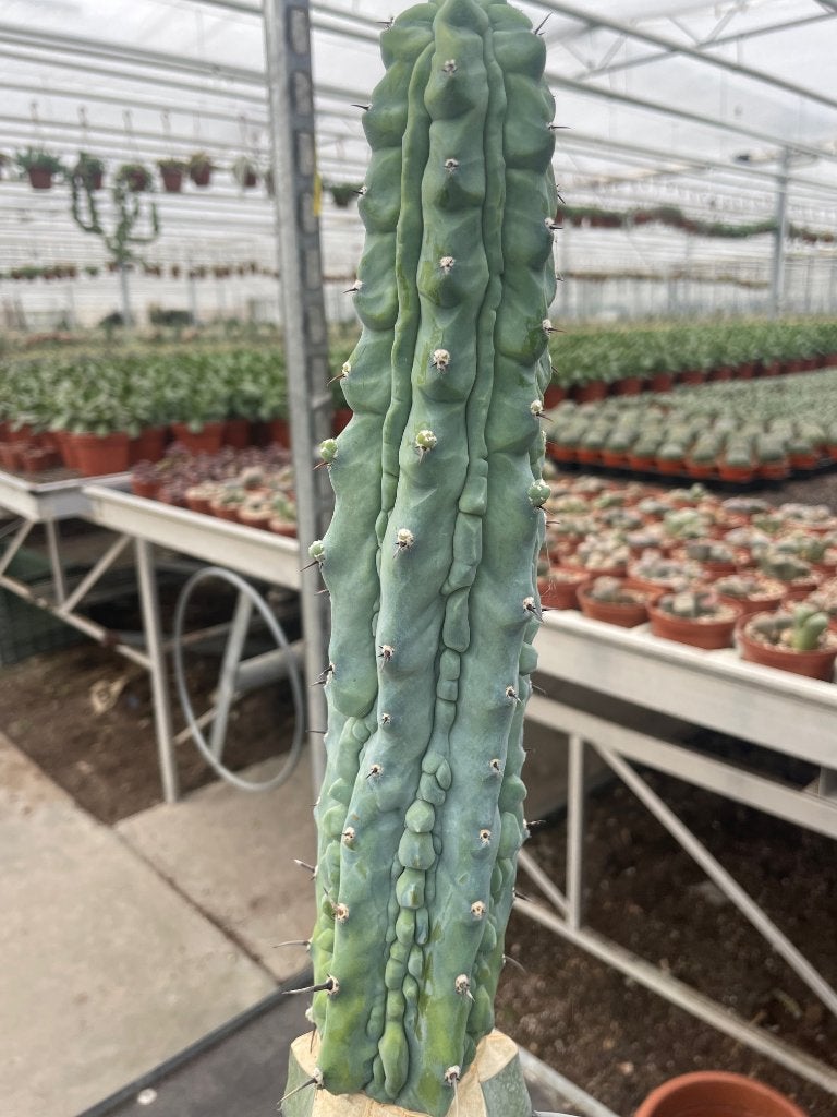 Cactus Myrtillocactus Geometrizans CV Grecas potmaat 25cm, Ophalen of Verzenden, Minder dan 100 cm, Bloeiende kamerplant, Volle zon