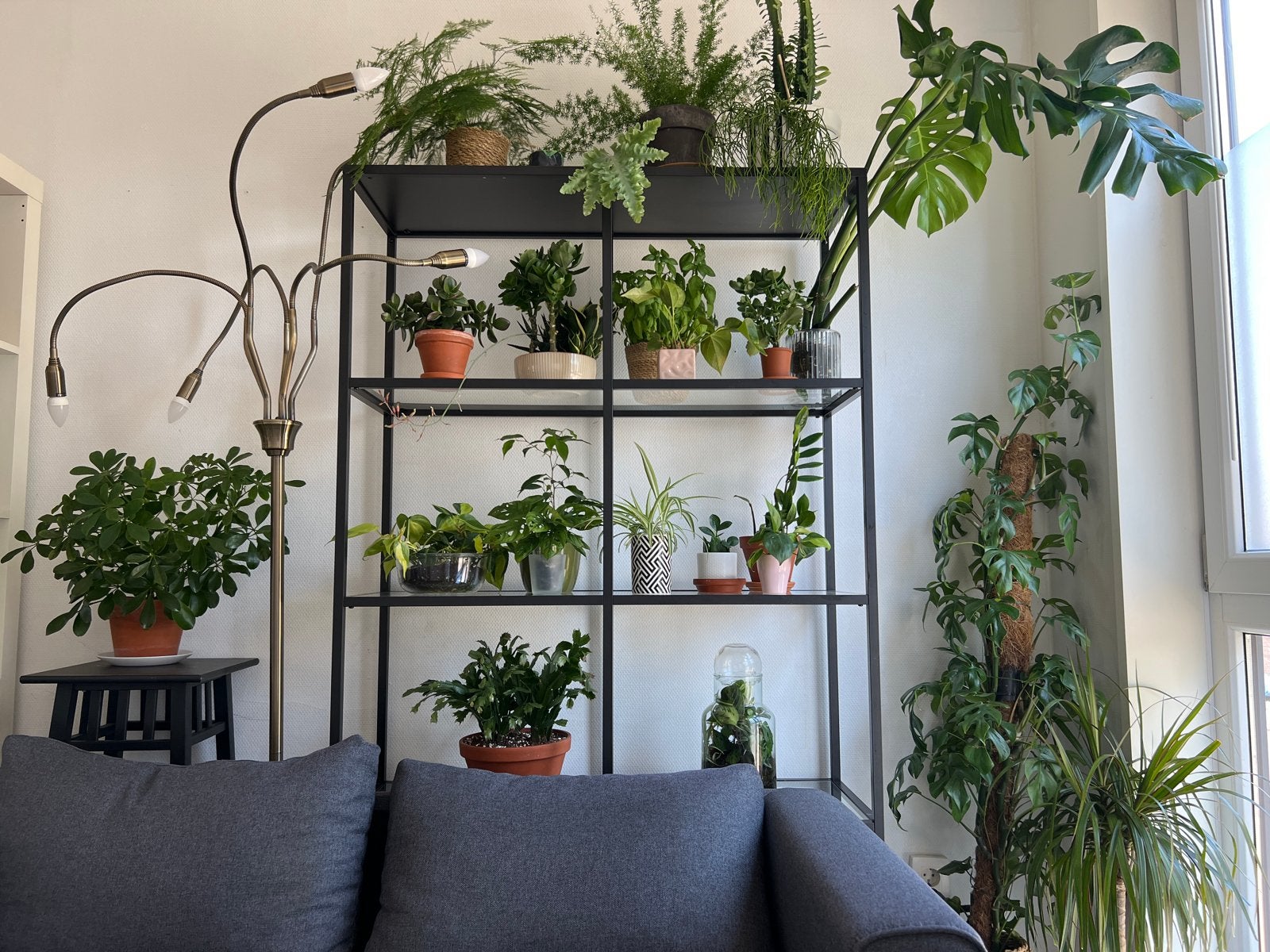 Grote Zamioculcas Zamiifolia - Sterke en onderhoudsvriendeli, Huis en Inrichting, Kamerplanten, 100 tot 150 cm, Overige soorten
