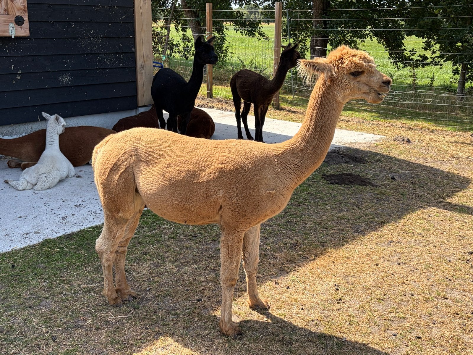 Te koop goed bewezen alpaca hengst van 2021