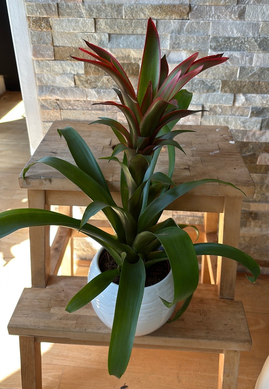Bromelia in pot, Overige soorten, In pot, Minder dan 100 cm, Bloeiende kamerplant