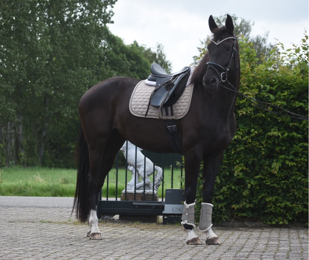 Bloedmooie, 4 jarige Taminiau x Osmium x Gribaldi merrie, Dieren en Toebehoren, Paarden, Merrie, Met stamboom, Dressuurpaard, Zadelmak