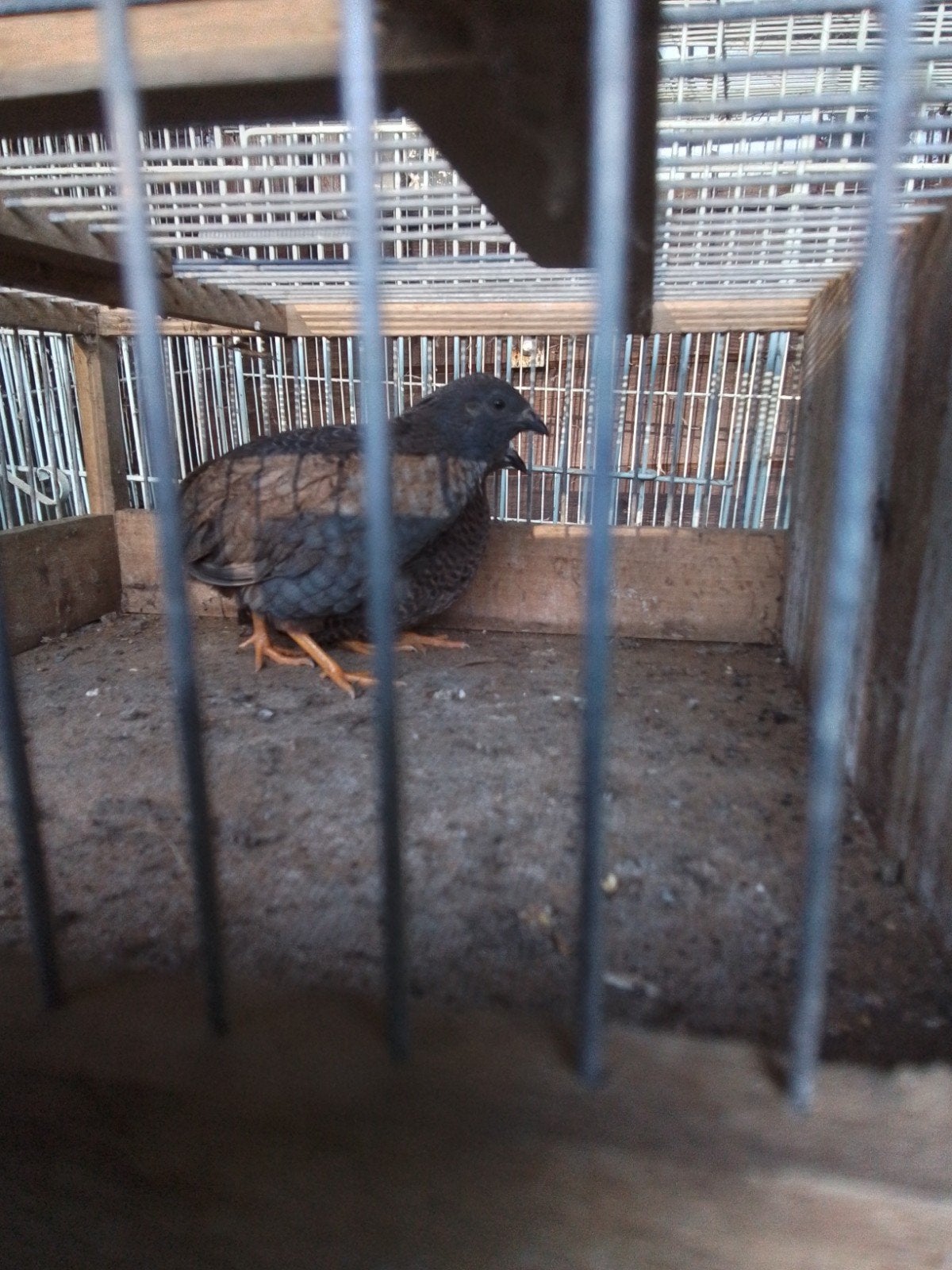 Chinese dwergkwartels, Meerdere dieren, Parkiet