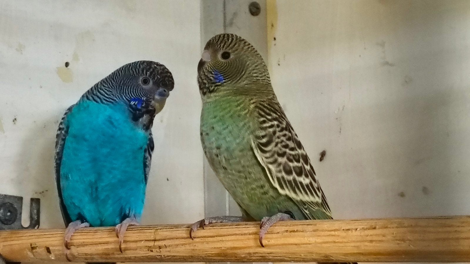 blackfaces grasparkieten, Meerdere dieren, Parkiet, Geringd