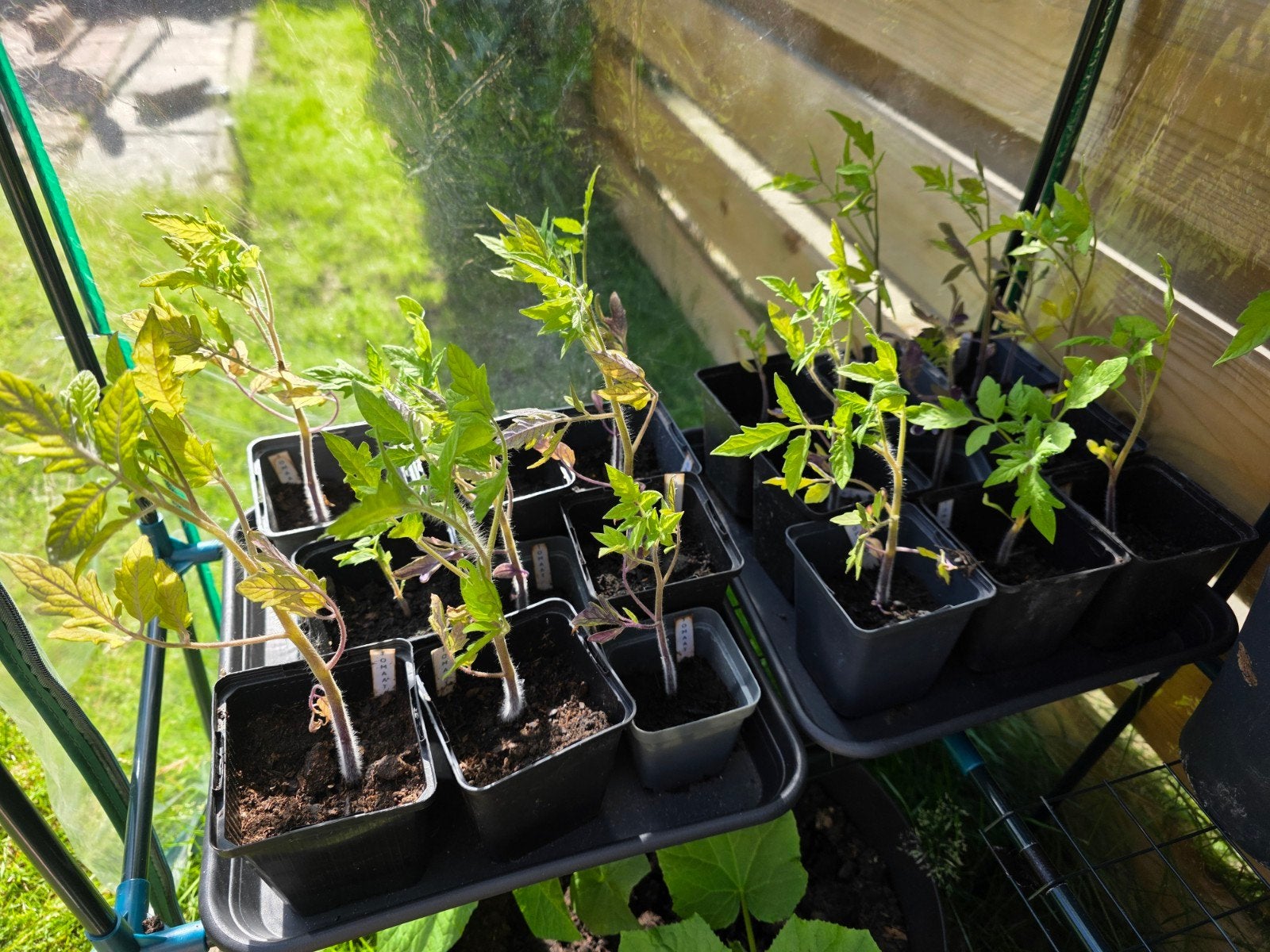 Tomaten planten, Ophalen, Eenjarig, Groenteplanten, Volle zon