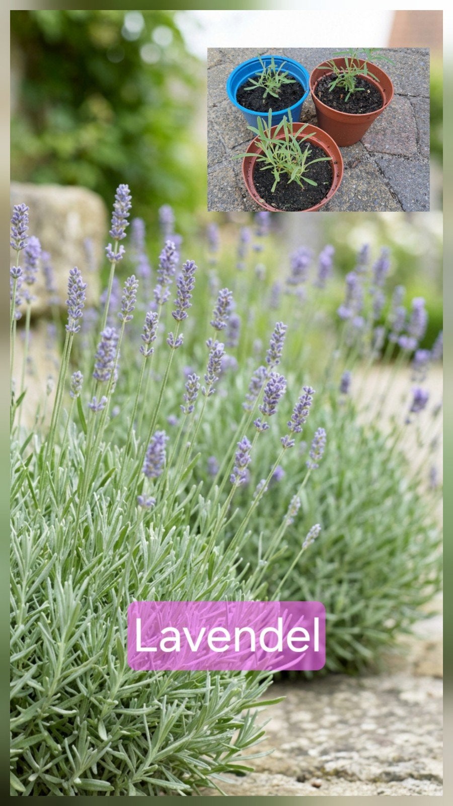Bio Lavendel stekken struik,  goeie bijenplant, Ophalen, Overige soorten, Volle zon