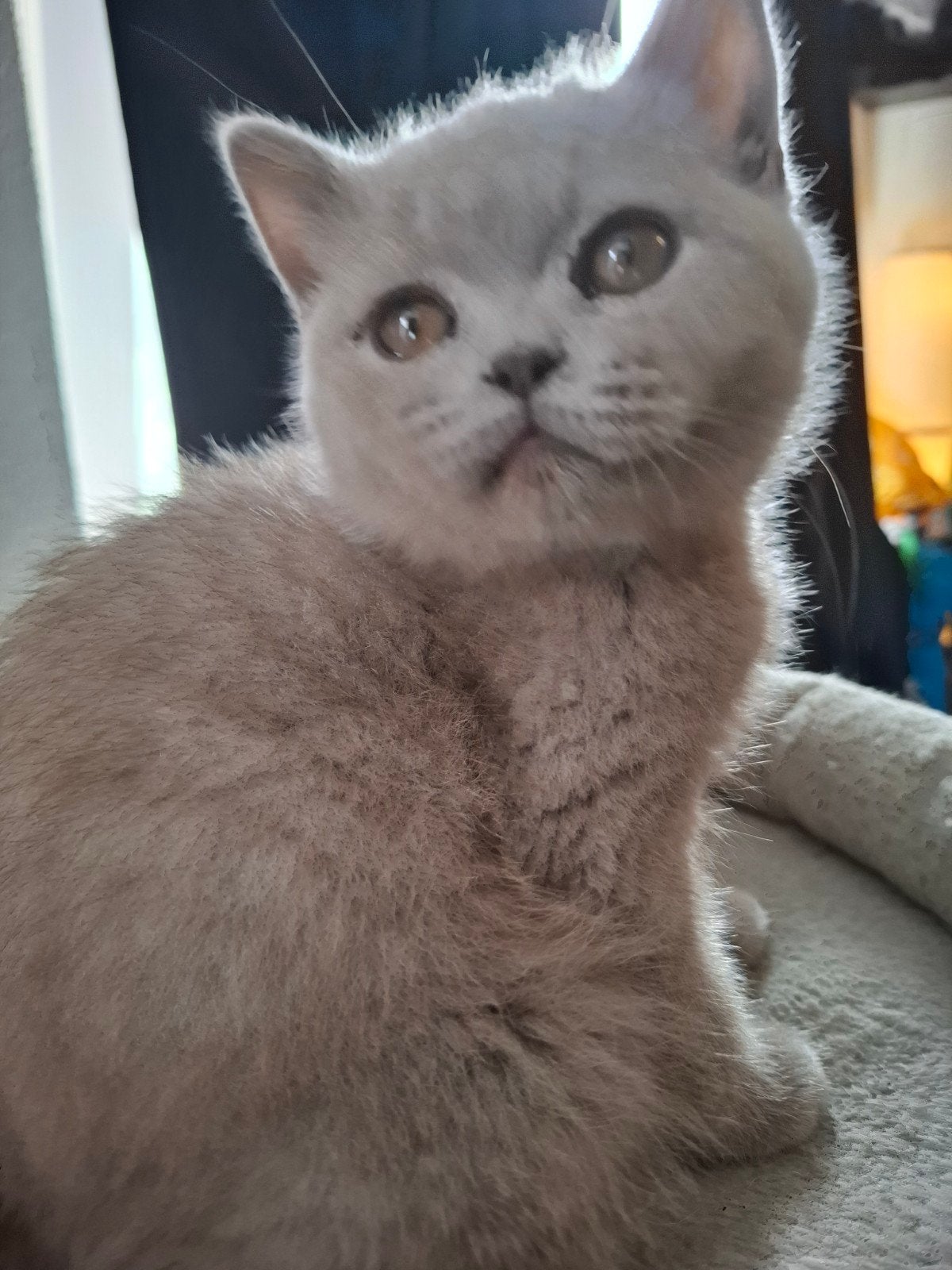 Britse korthaar kitten, Poes