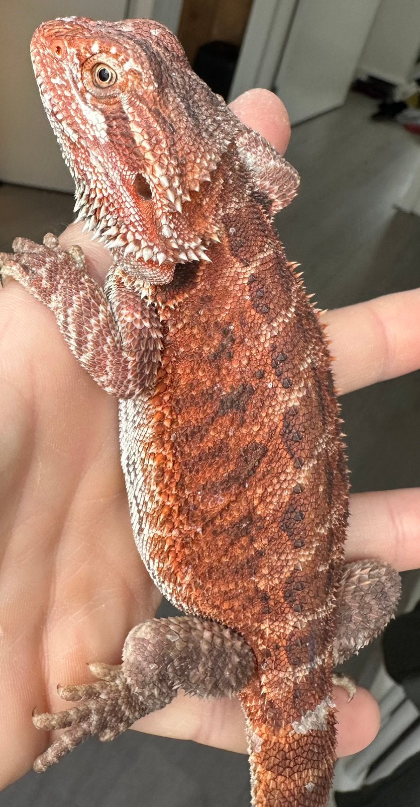 Baardagaam Vrouw Bearded Dragon photo 2