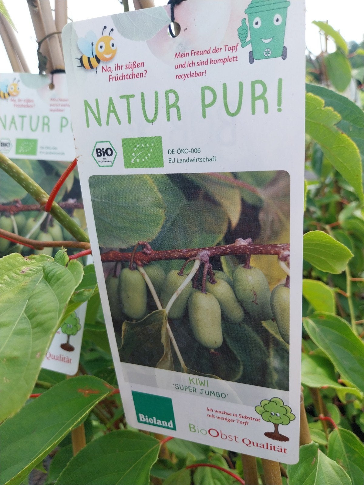 Diverse soorten kiwiplanten - Super Jumbo & Red Jumbo, Ophalen, Volle zon, Vaste plant, Fruitplanten