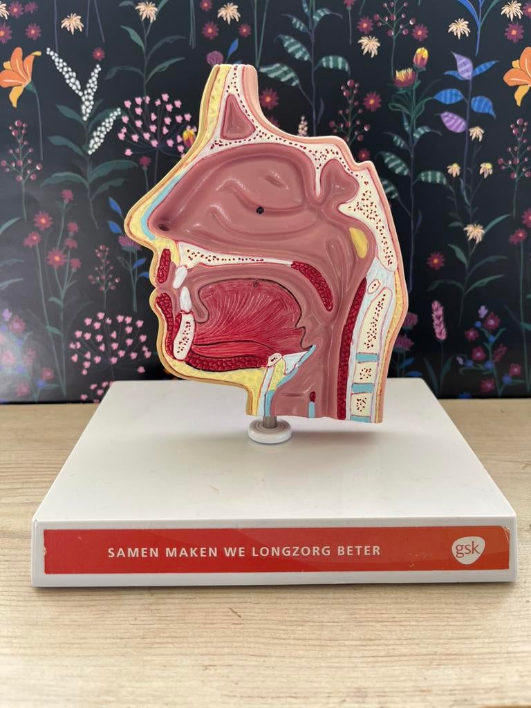 Anatomisch model, Ophalen of Verzenden, Zo goed als nieuw