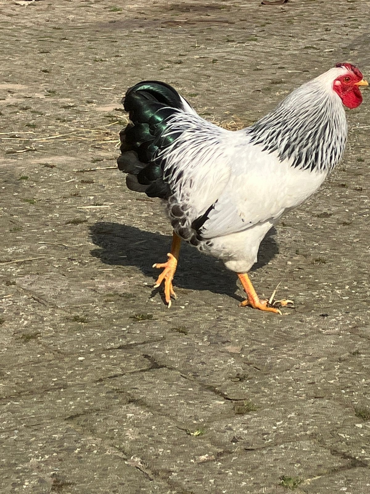 Wyandotte haan, Mannelijk, Kip