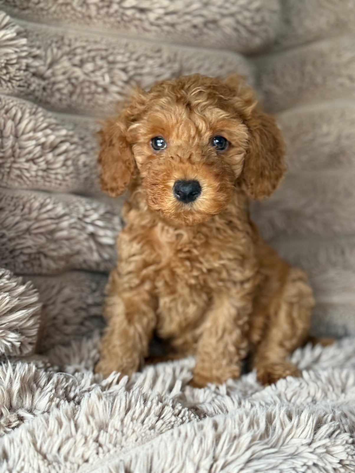 Mini labradoodle pups  mini doodle pups, Parvo, Nederland, Overige rassen, 8 tot 15 weken