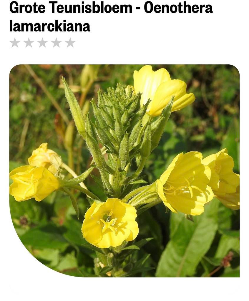 Grote gele teunisbloem, Tuin en Terras, Planten | Tuinplanten, Ophalen of Verzenden, Overige soorten, Volle zon