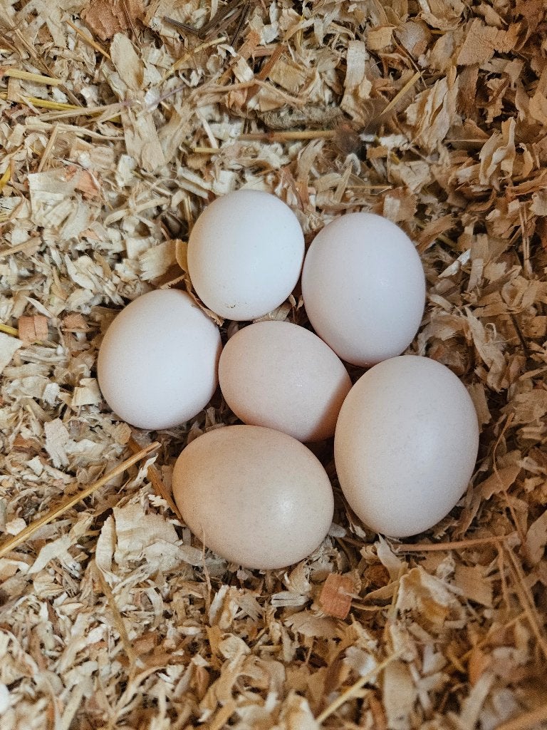 Broedeieren krielkippen, Dieren en Toebehoren, Pluimvee, Geslacht onbekend, Kip