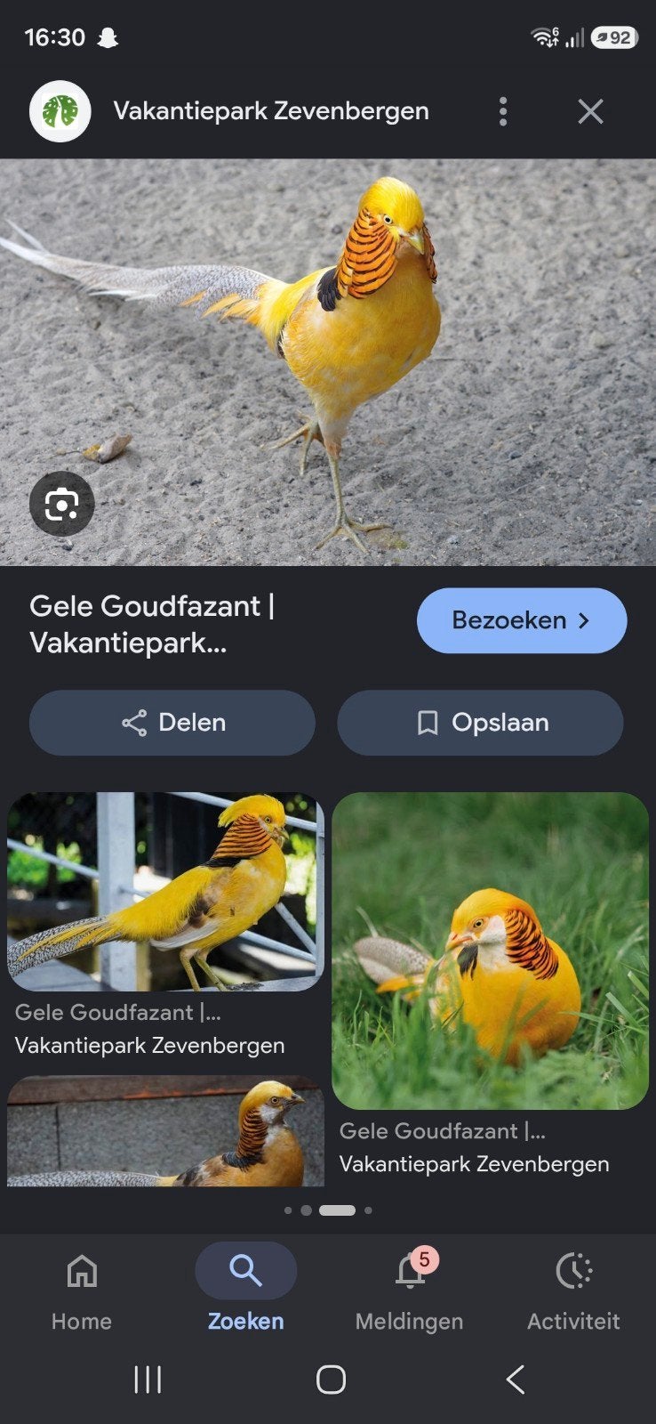 goudfazant, Dieren en Toebehoren, Pluimvee