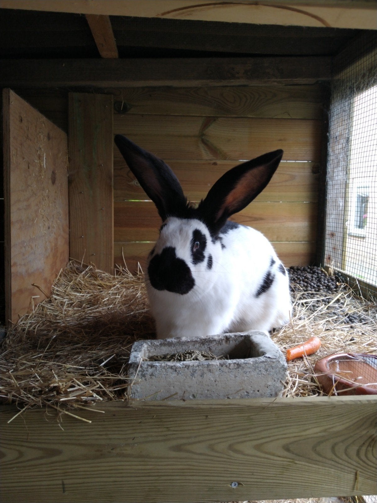 Jonge lotharinger 3 maanden, Dieren en Toebehoren, Konijnen, Meerdere dieren, Groot, 0 tot 2 jaar