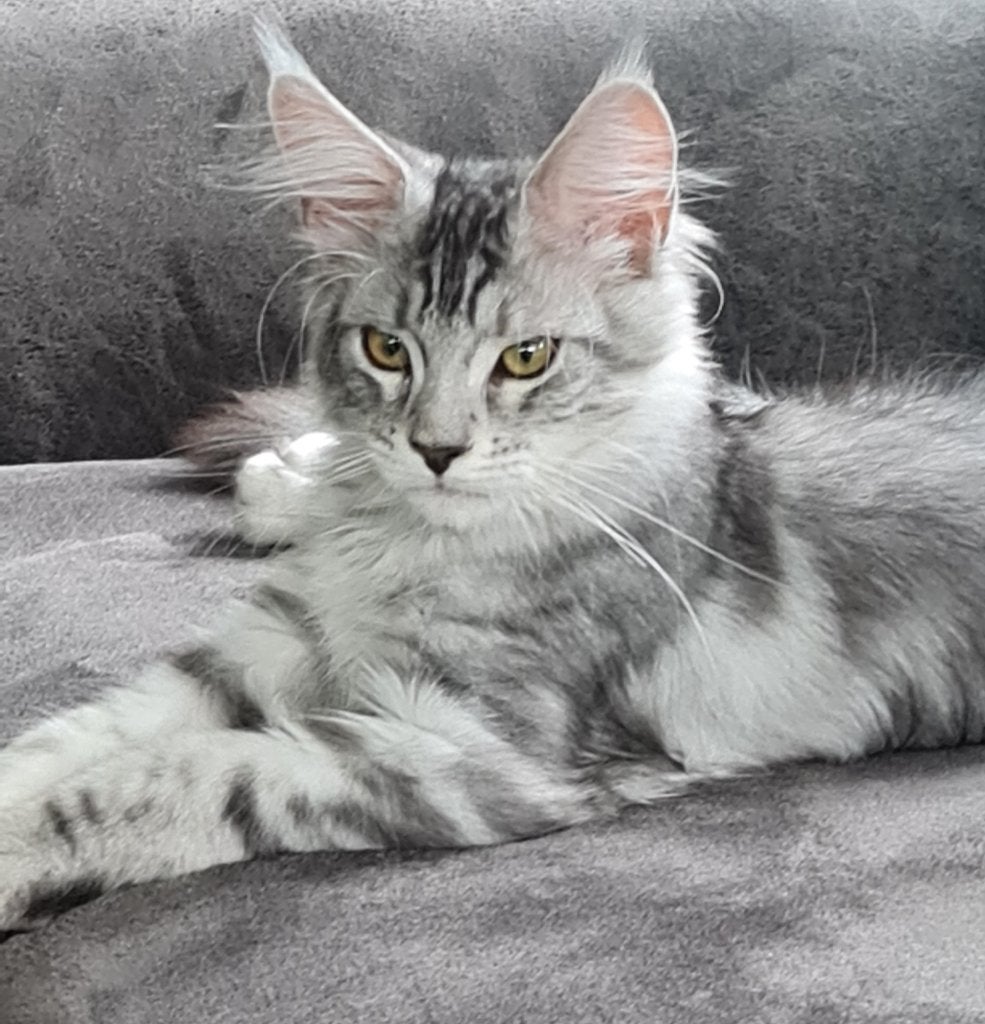 Maine coon kittens mogen verhuizen met stamboom, Meerdere dieren, Met stamboom, 0 tot 2 jaar